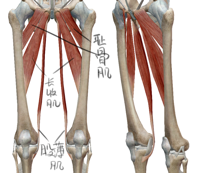 耻骨肌和长收肌在时大腿肌肉的两大块肌肉,但其实并不明显,而且并不