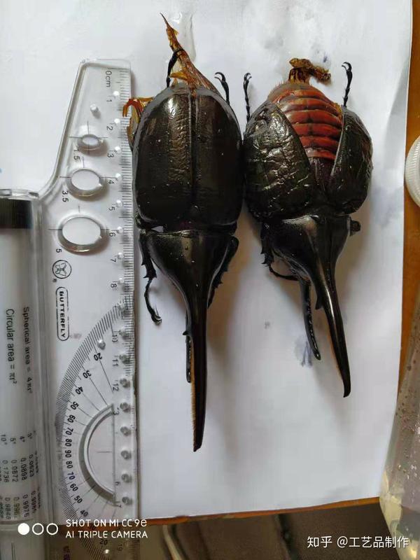 甲壳虫标本设计 甲虫标本 Ixieme网 甲壳虫标本设计 甲虫标本 Ixieme网