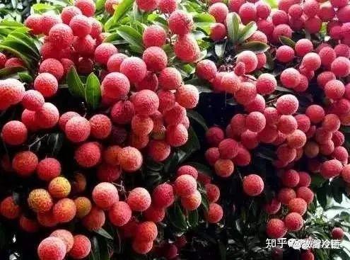 中国荔枝品种大全（本文共59种） - 知乎