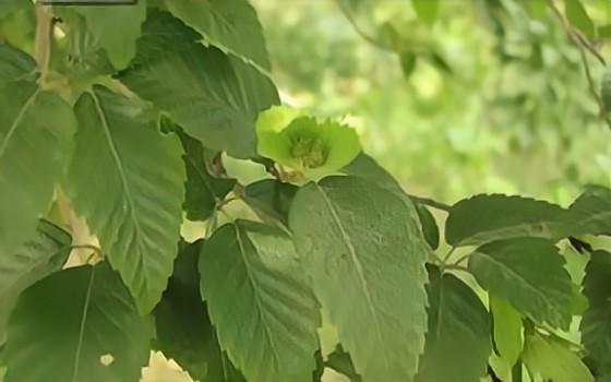 优良盆栽植物鹅耳枥