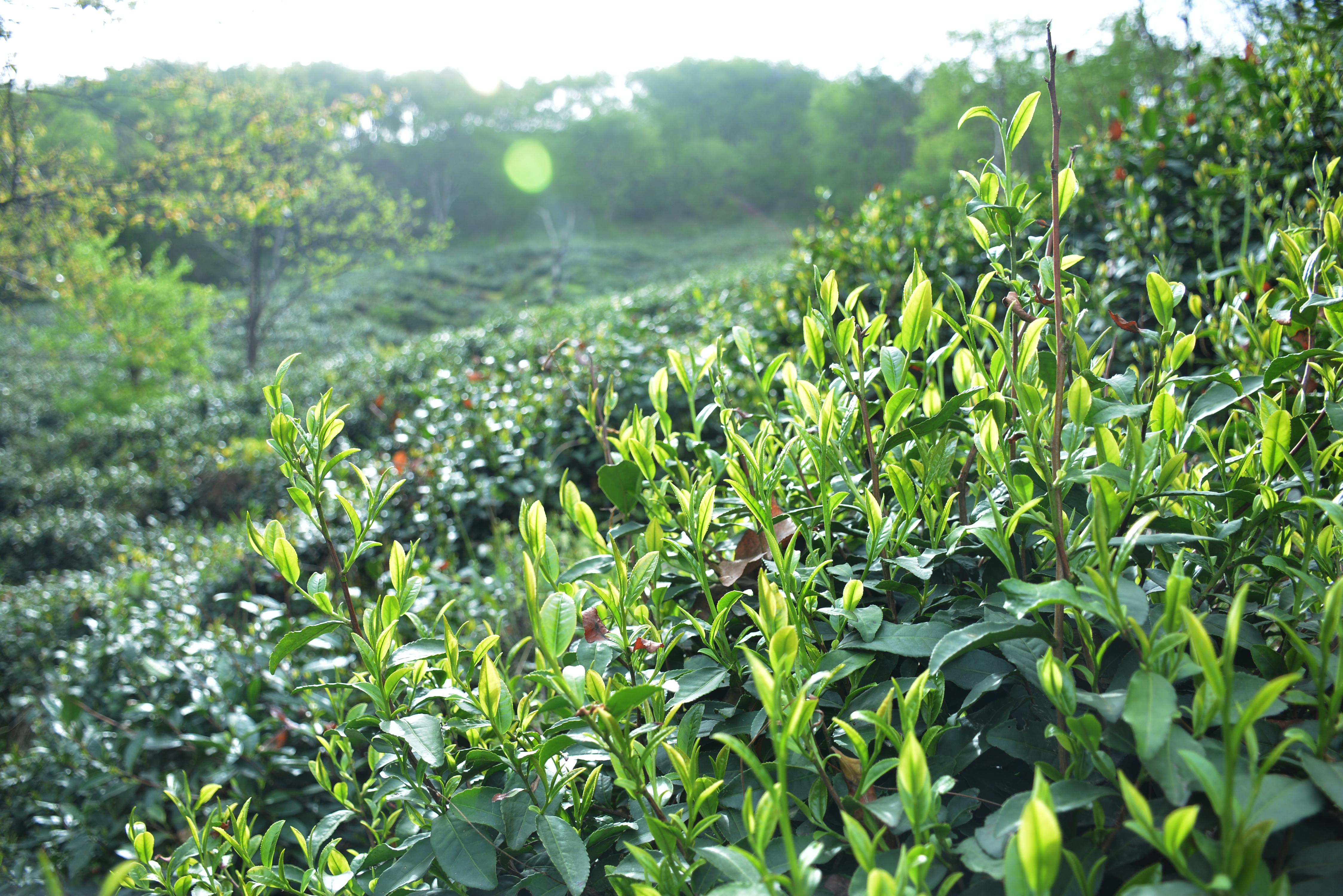 信阳毛尖茶林图片图片