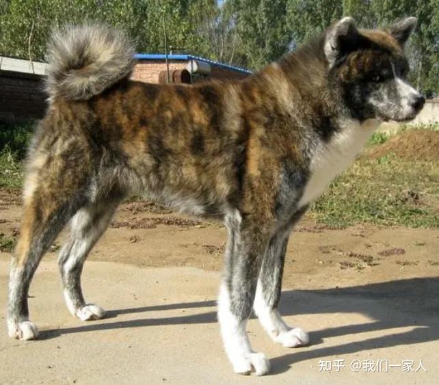 这才是中华田园犬！土狗三大品系划分，你儿时记忆是哪种？ - 知乎