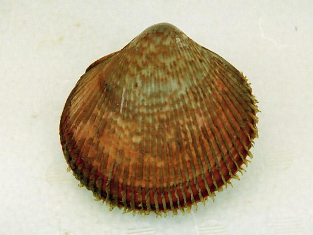 万事俱贝在日本你可能会吃到的26种双壳贝