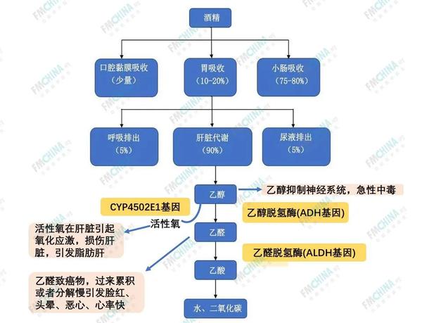 功能醫學專業分享:酒精的危害(上)——酒精的生理代謝及引發的損傷