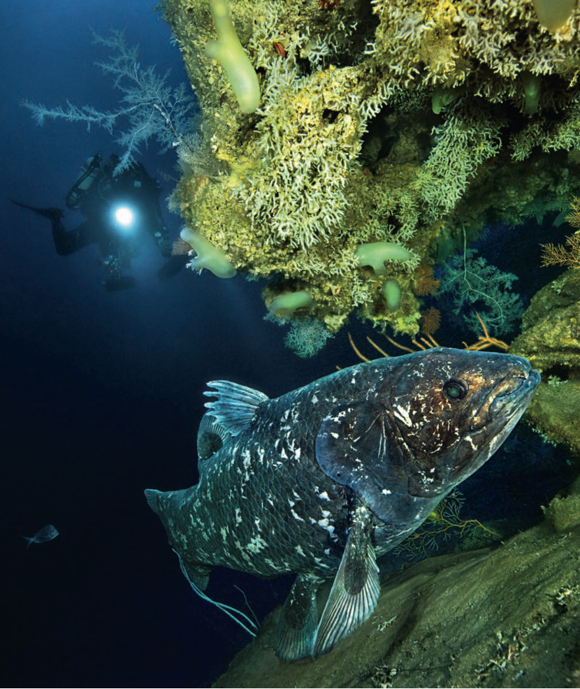 探密矛尾鱼: 邂逅古老之源——腔棘鱼