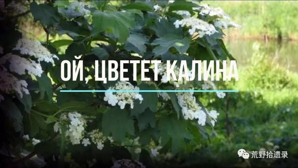 囧妈 片尾曲 红莓花儿开 红莓 指的是什么植物 红莓花儿开 太阳网络