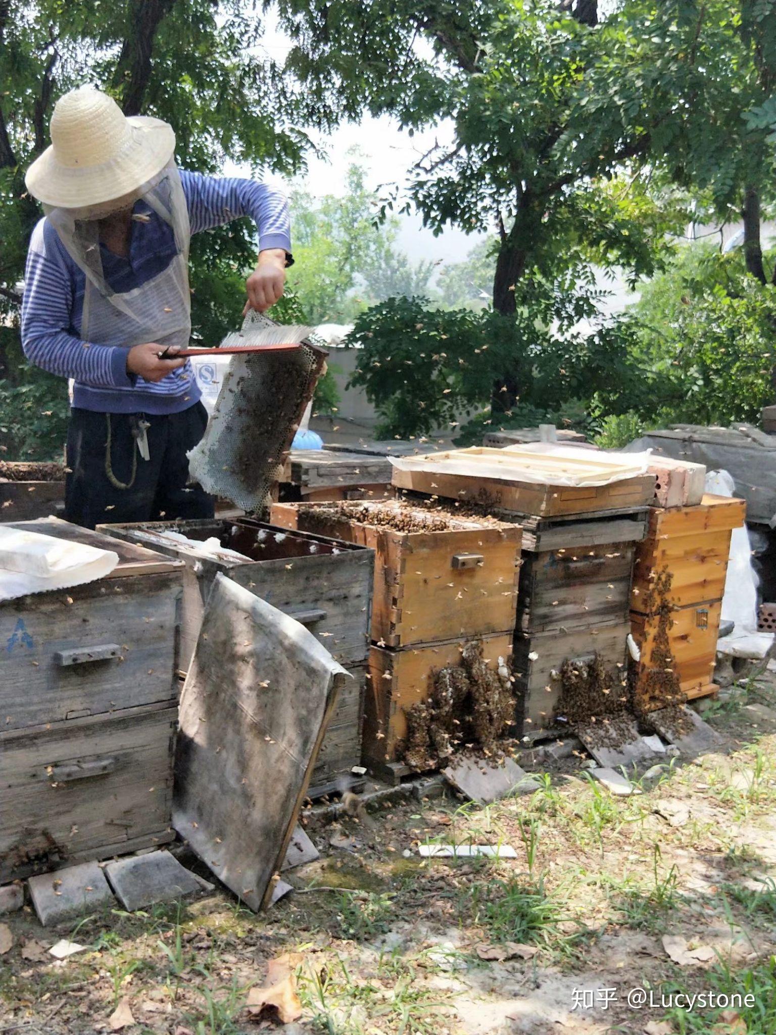 养蜂人故事 - (P4)-知花蜂蜜-中国蜂蜜行业门户网站-www.zhfengmi.com-栏目