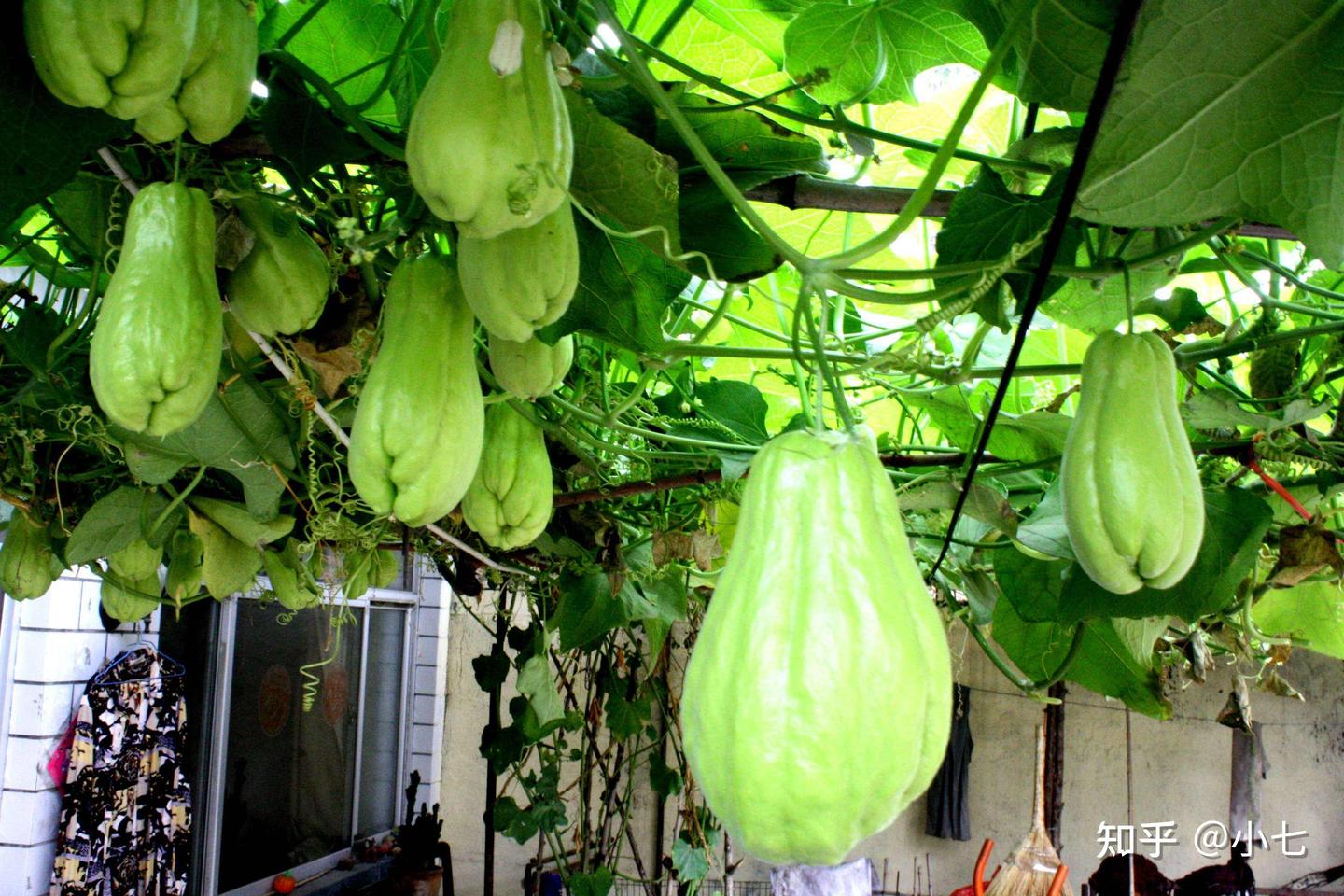 曾经是“救命果”，可惜如今被嫌弃，殊不知连叶子都是宝- 知乎