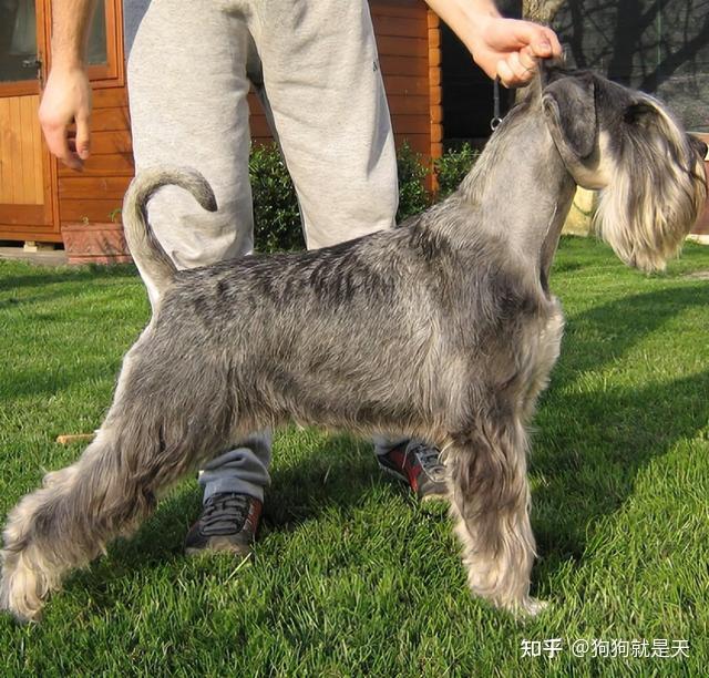 悄悄告诉你养一只雪瑞纳吧这些优点无法拒绝