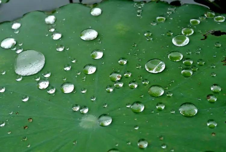 所谓"滴水不沾"是指荷叶表面有一层疏水物质,即使有雨水掉落荷叶,也会
