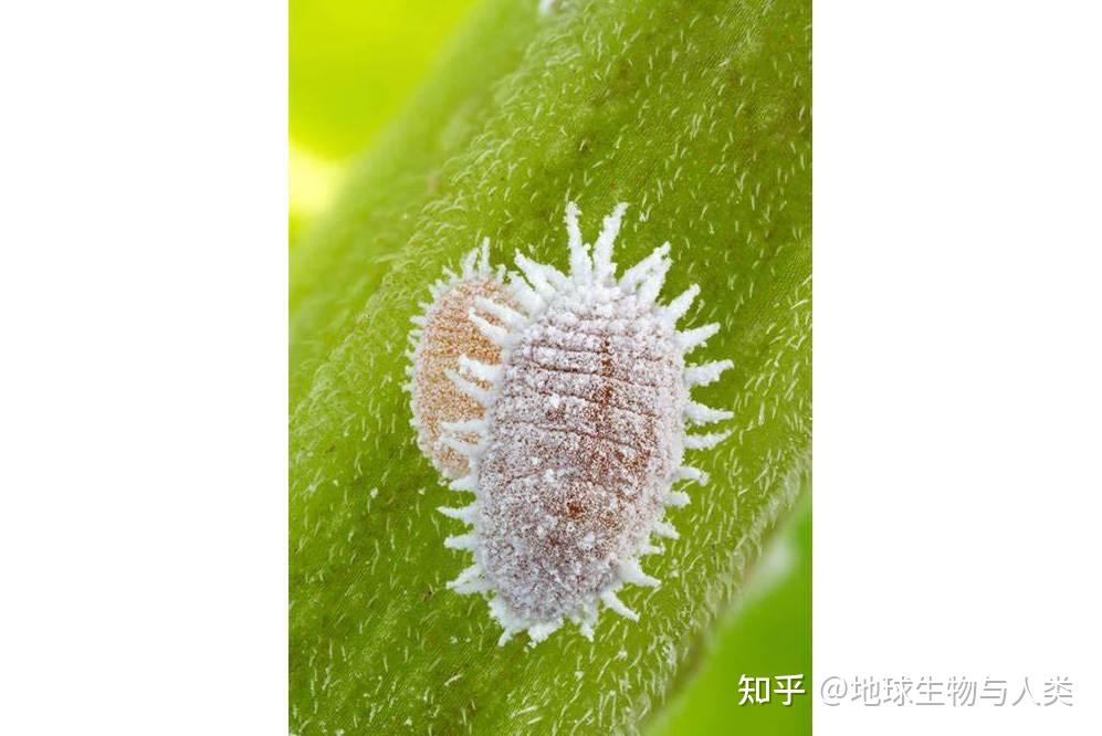 【动物界全系列】粉介壳虫科—团纷蚧亚科(上):安粉蚧