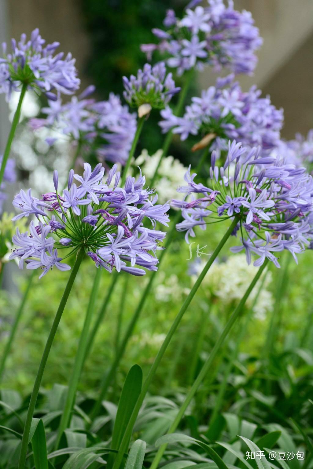 常见开蓝紫色花植物