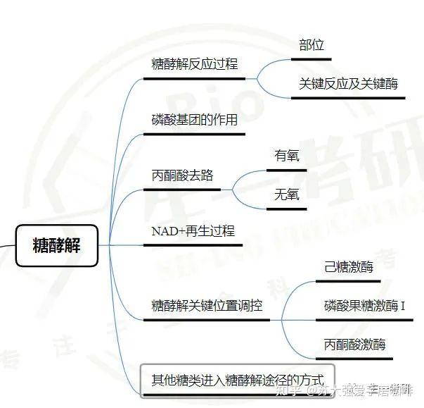 生物化学思维导图-糖代谢(一)