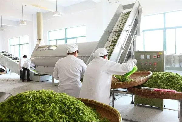 制造业彩神优化改造促进茶业转型升级(组图)茶叶生产