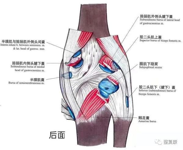 大腿二頭筋腱