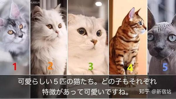 猫奴国日本教你选猫咪看性格 知乎