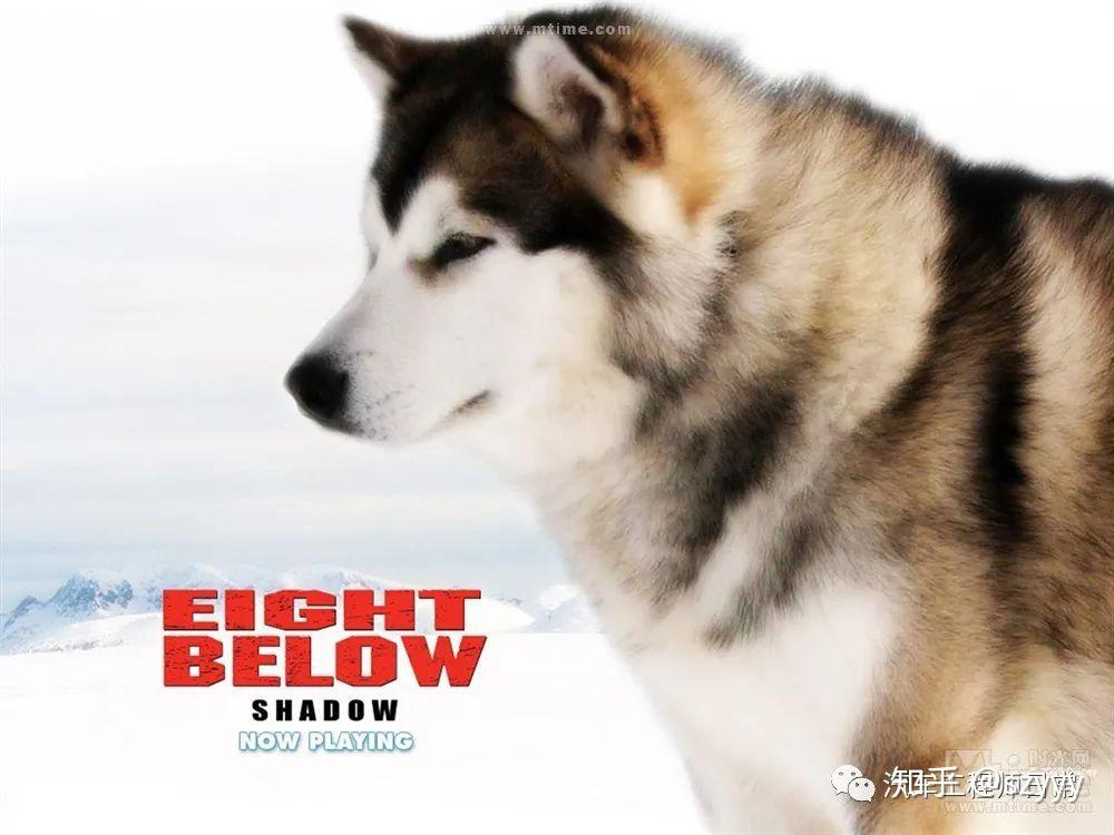 [电影分享] 《南极大冒险 eight below》