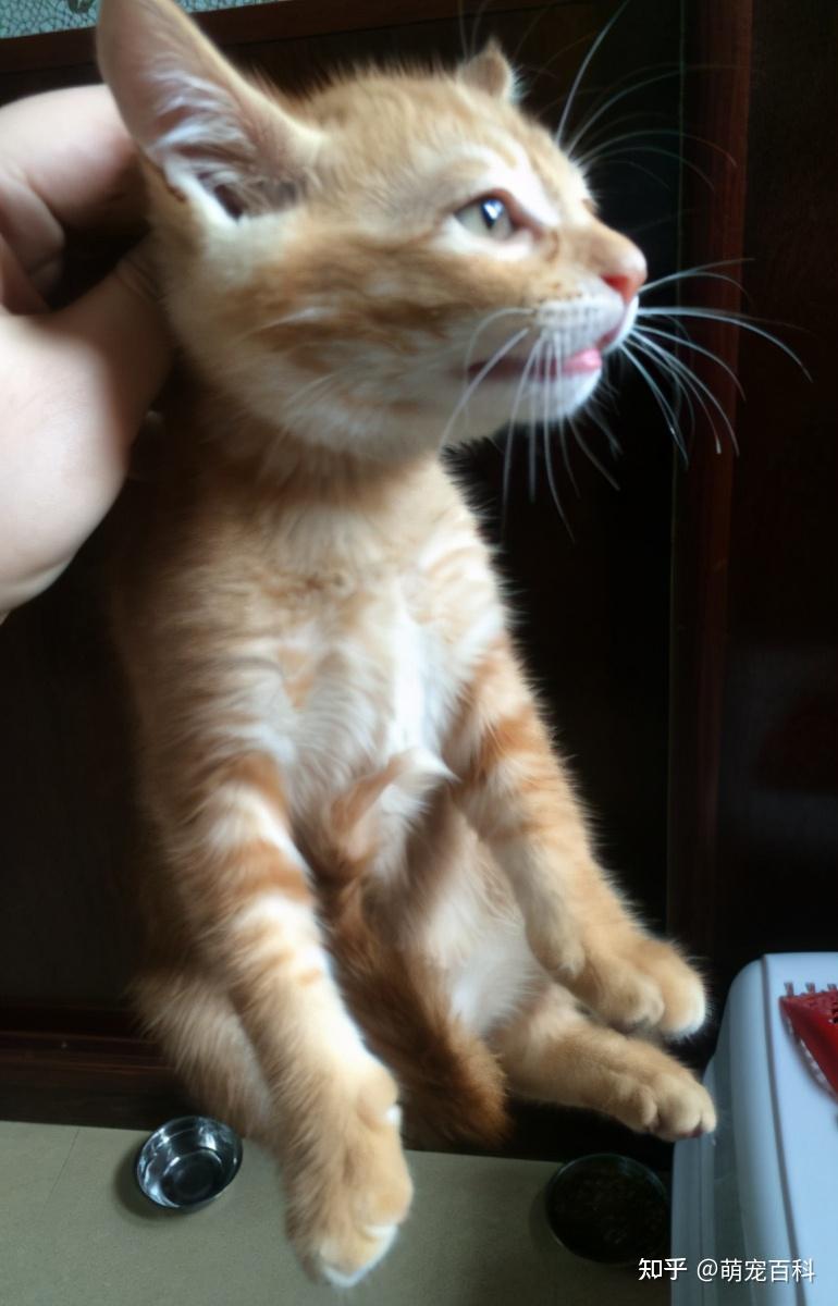 老祖宗在挑猫的时候,还会用手提起猫咪的后颈脖,看它反应.