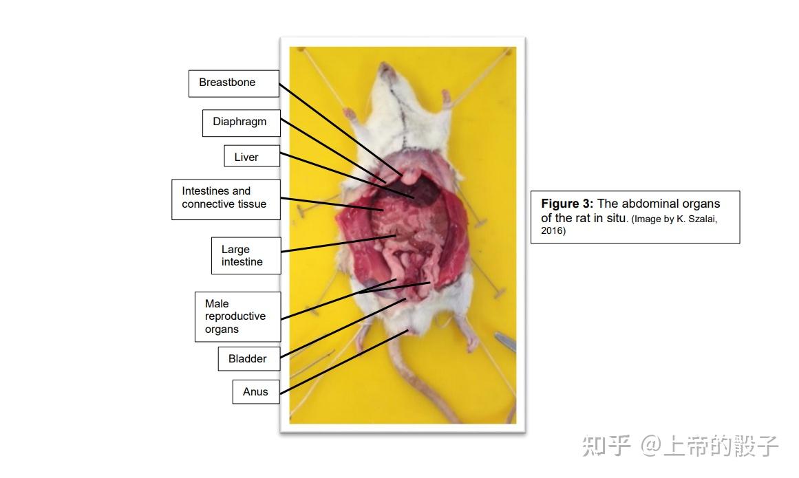 小鼠胸腺位置图片