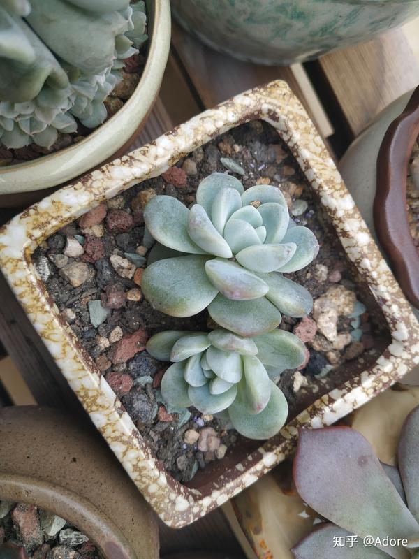 常见多肉植物品种图鉴 知乎