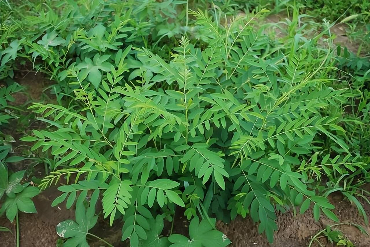 手把手教你认清中草药植物500种(52.苦参)