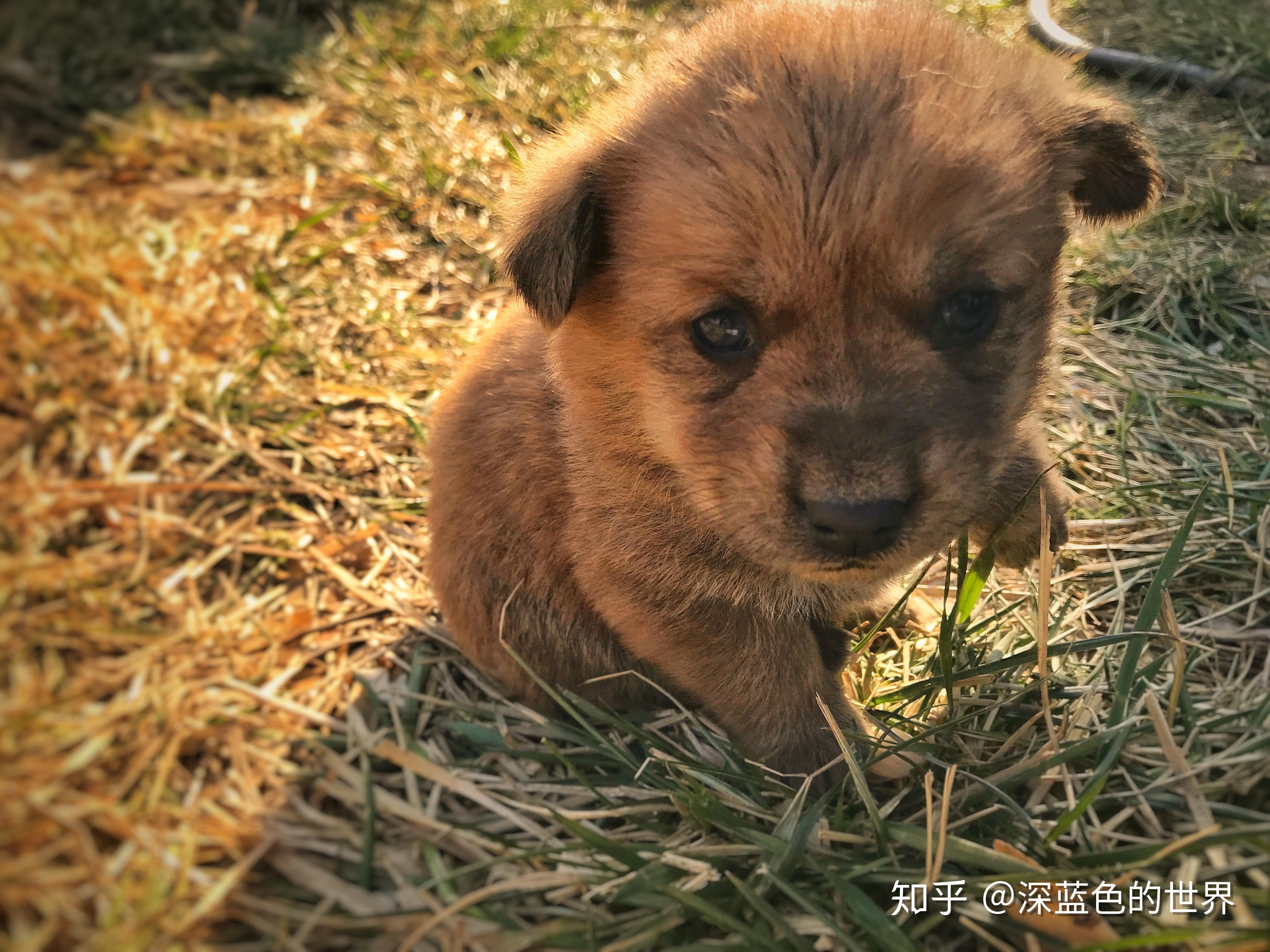 中华田园小奶狗