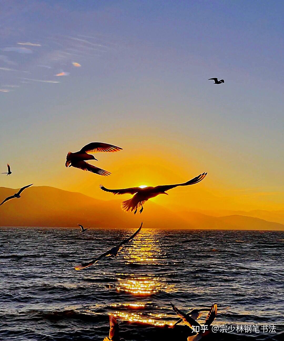 漫步海边看日出,看海鸥飞翔,画面美爆了! 