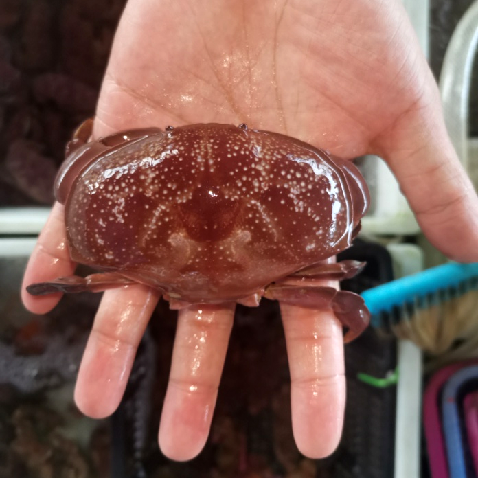 别吃这螃蟹有毒