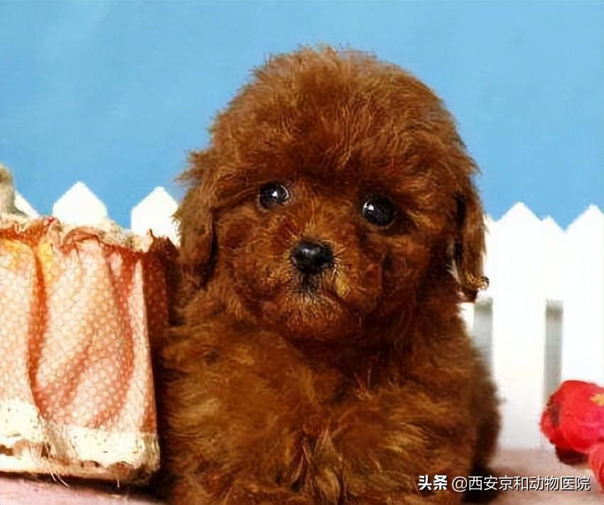 泰迪犬都有哪些颜色? - 知乎