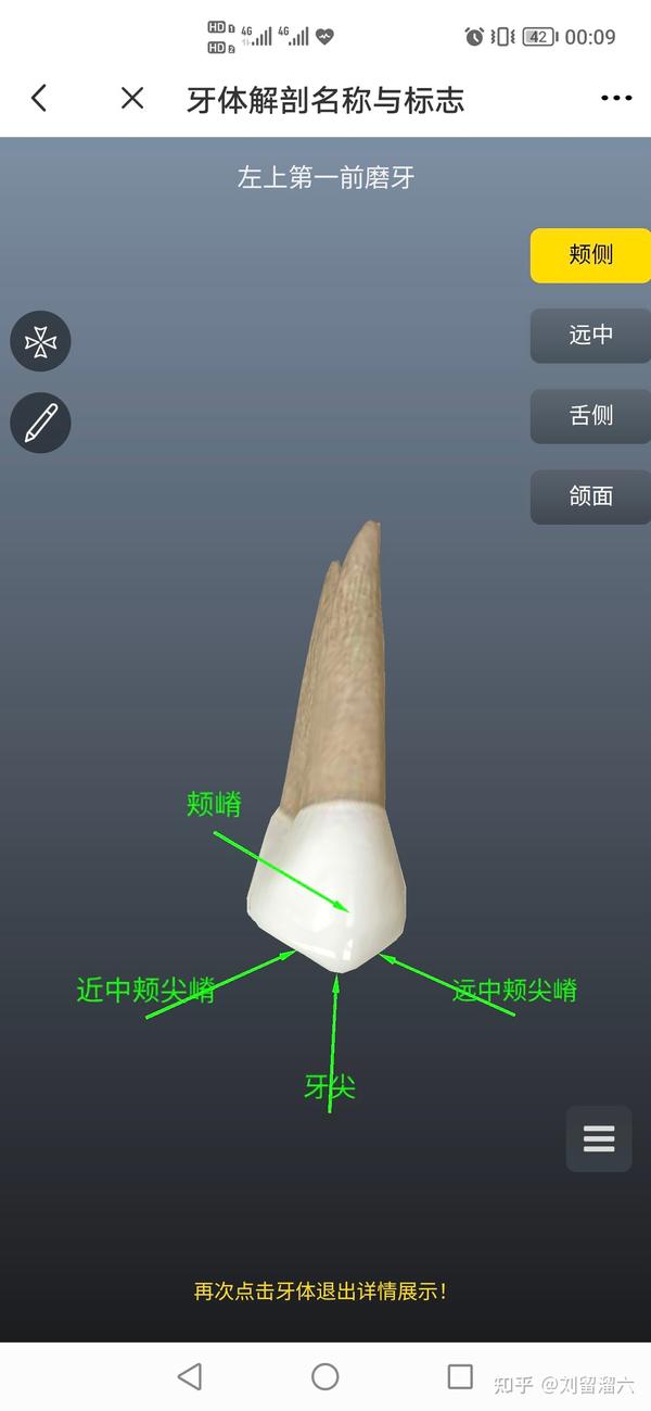 口腔解剖入门级(自己学习)牙体解剖 - 知乎