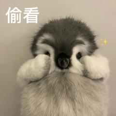 为什么pixabay网站只能下载图片下载不了视频 知乎