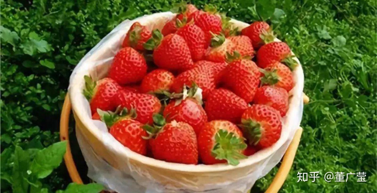 草莓竟然能减肥！哪个品种的草莓更好吃？ - 知乎
