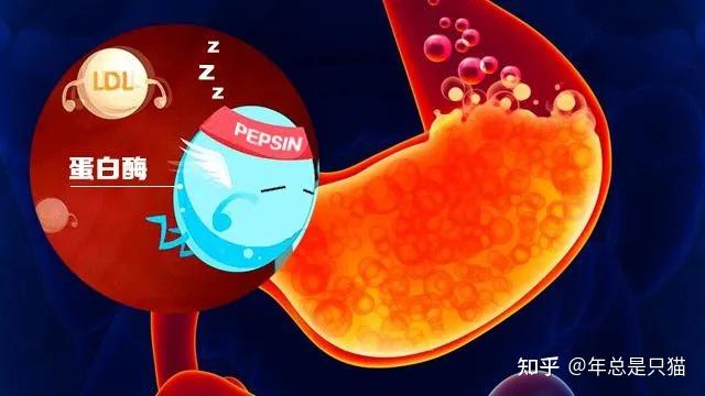 选购猫粮时不容忽视的冷知识胃蛋白酶消化率你真的了解吗