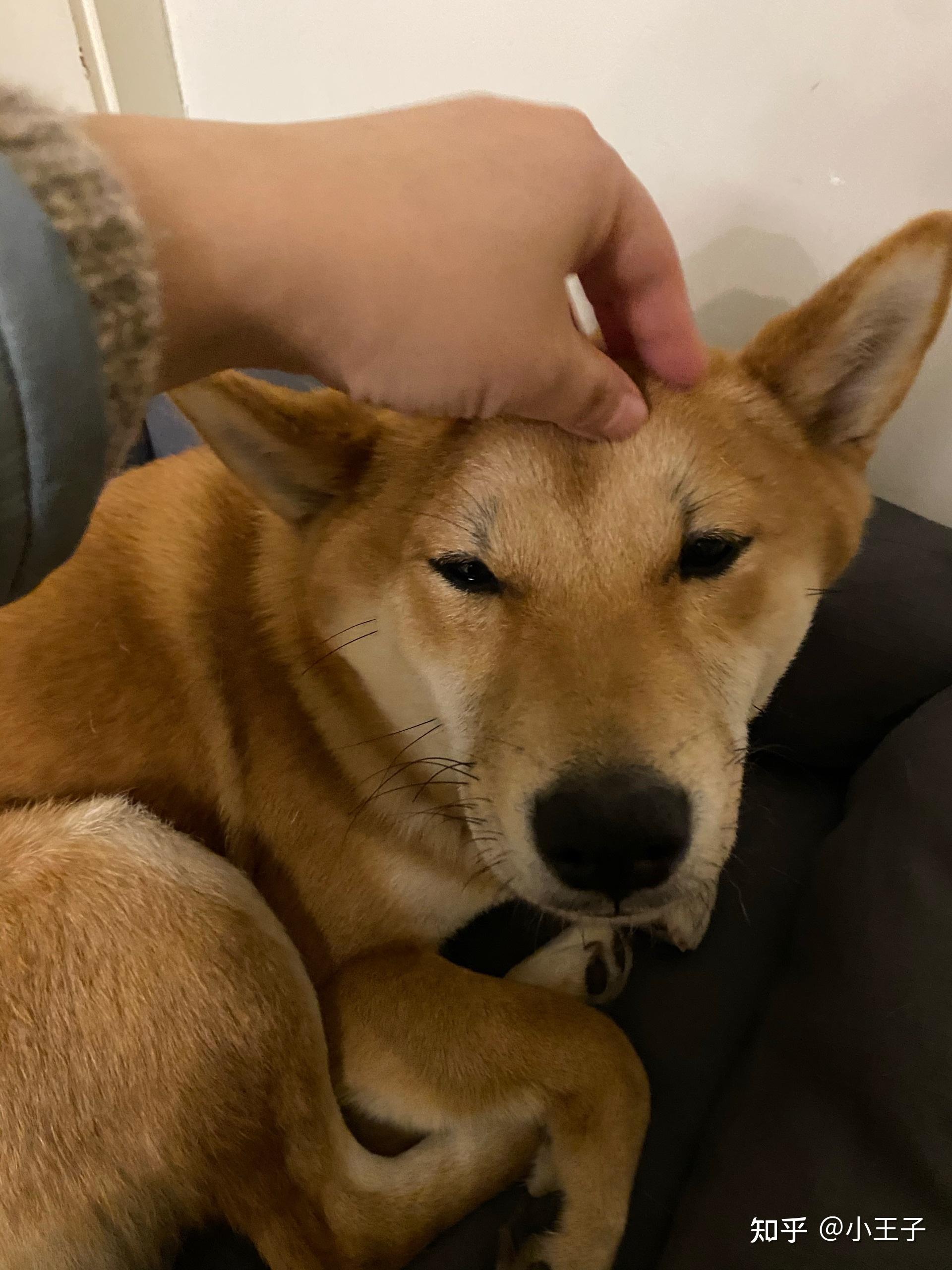 请问柴犬这种黑豆豆眉毛正常吗