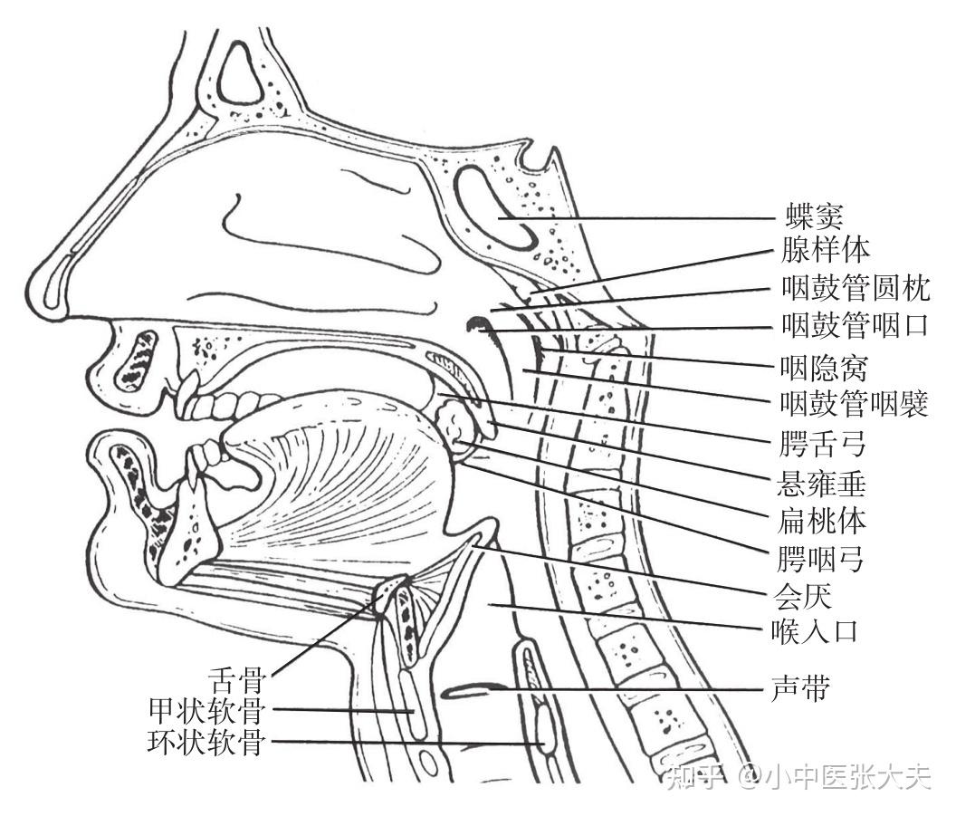 二、咽-人体解剖学与组织胚胎-医学