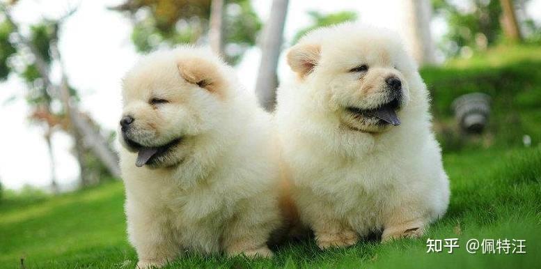 狗多少岁就开始认主人 v2-5f94fff5639e563319901dc7ba158c6f_r.jpg