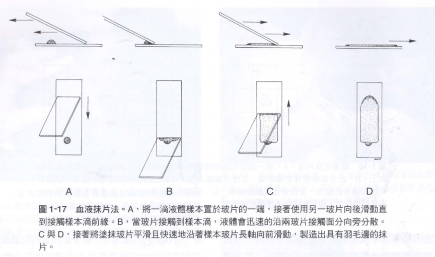 血涂片制作图片