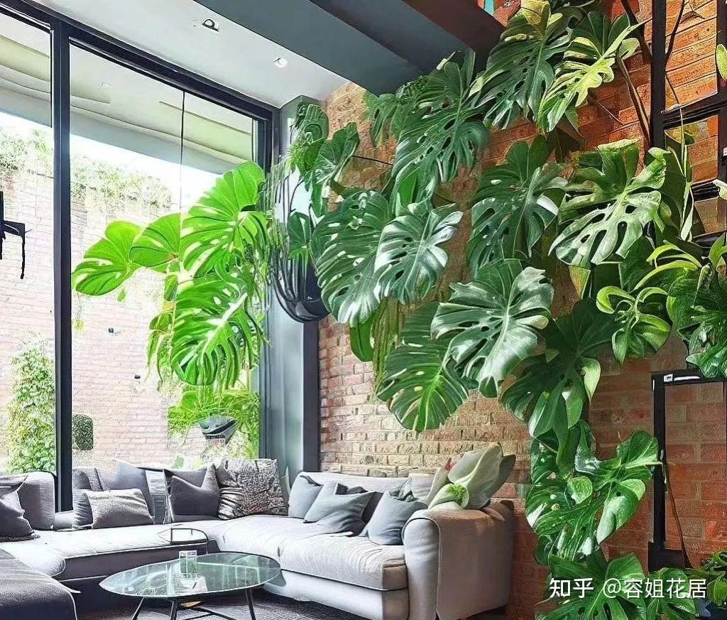 龟背竹最爱这种“肥”,春天喂一次,枝叶更旺盛,长成茂盛小森林 - 知乎