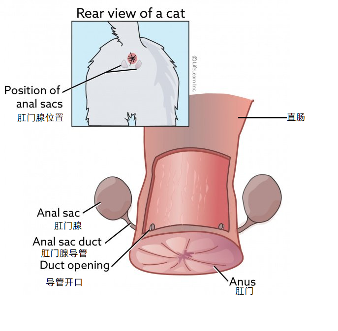 猫肛门腺切除图片