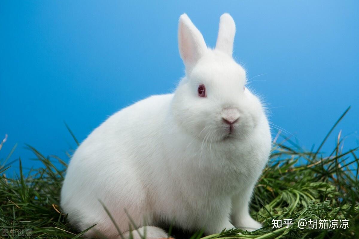 兔兔的便便与健康 - 知乎