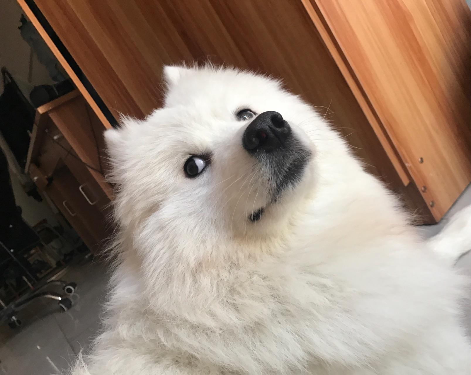 养条母萨摩，是什么感觉٩(˃̶͈̀௰˂̶͈́)و - 知乎