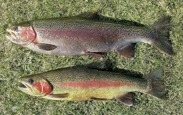 虹鳟属于淡水鱼类,英文名是rainbowtrout(学名oncorhynchus mykiss)