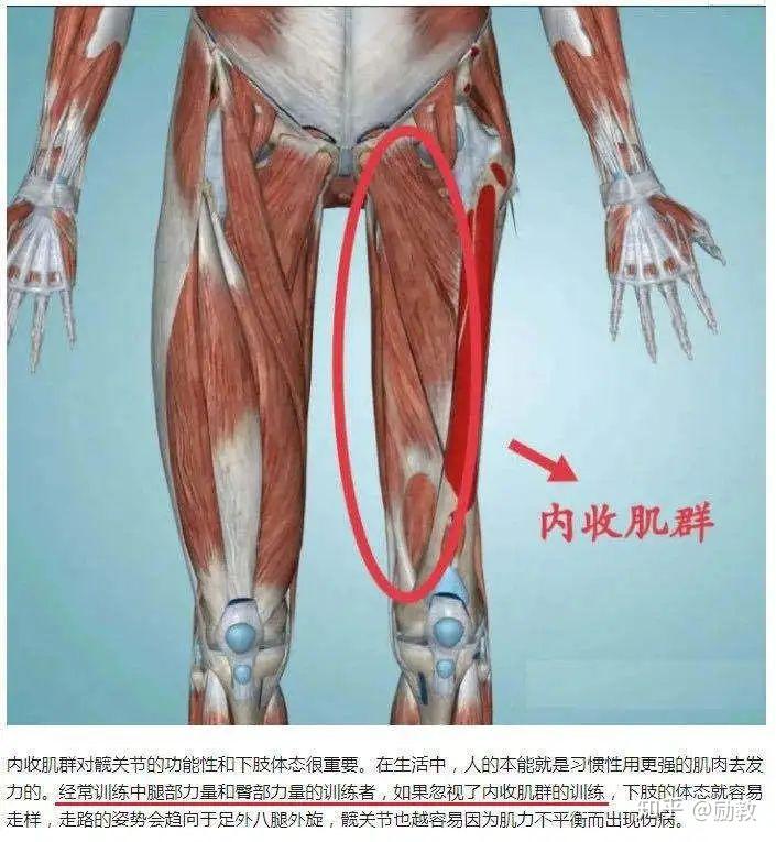 收肌「hip adductor」,让很多人误以为他的主要功能仅仅是提供大腿向
