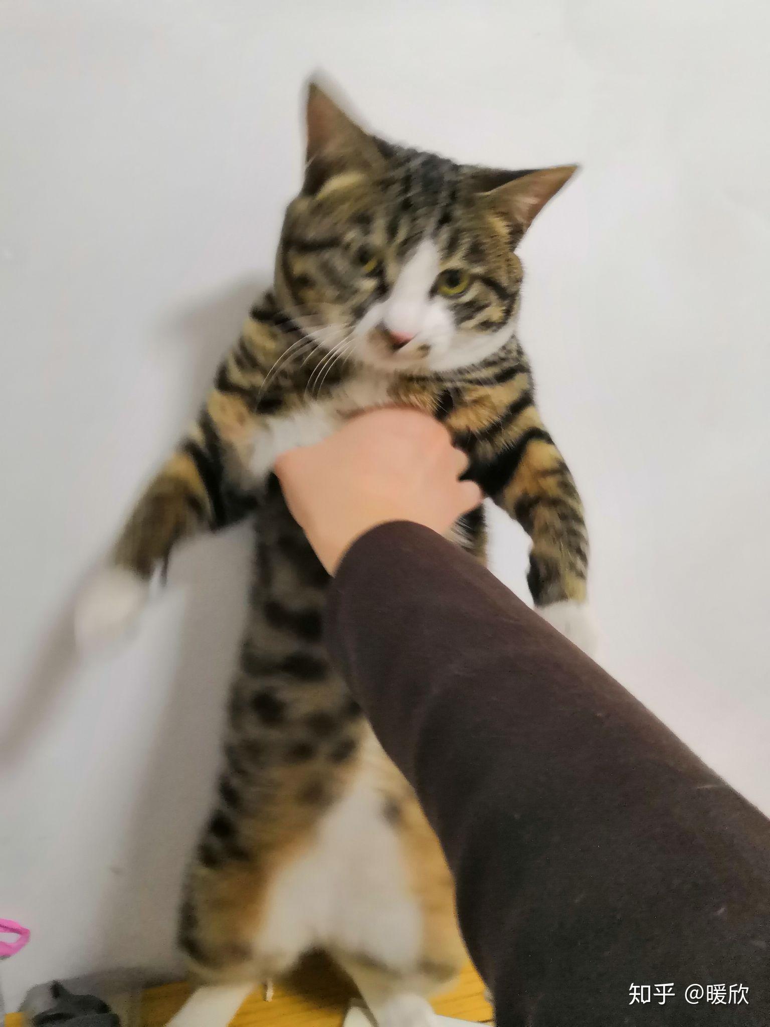 猫猫为什么会踩奶?