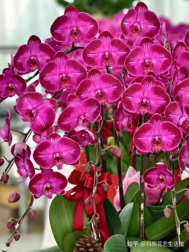 17种红色系蝴蝶兰常见品种,看看你家是哪一种?