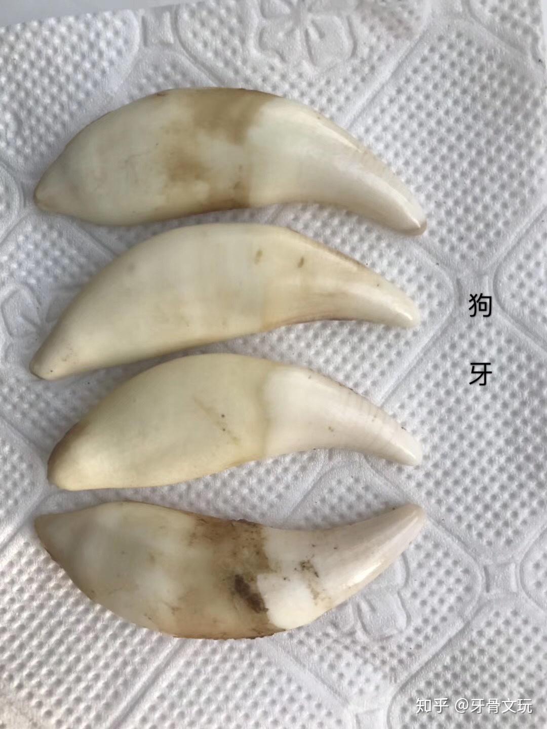 如何鉴定狼牙真假