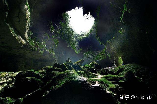 活久见,地底下也有森林!你知道它在哪里吗?