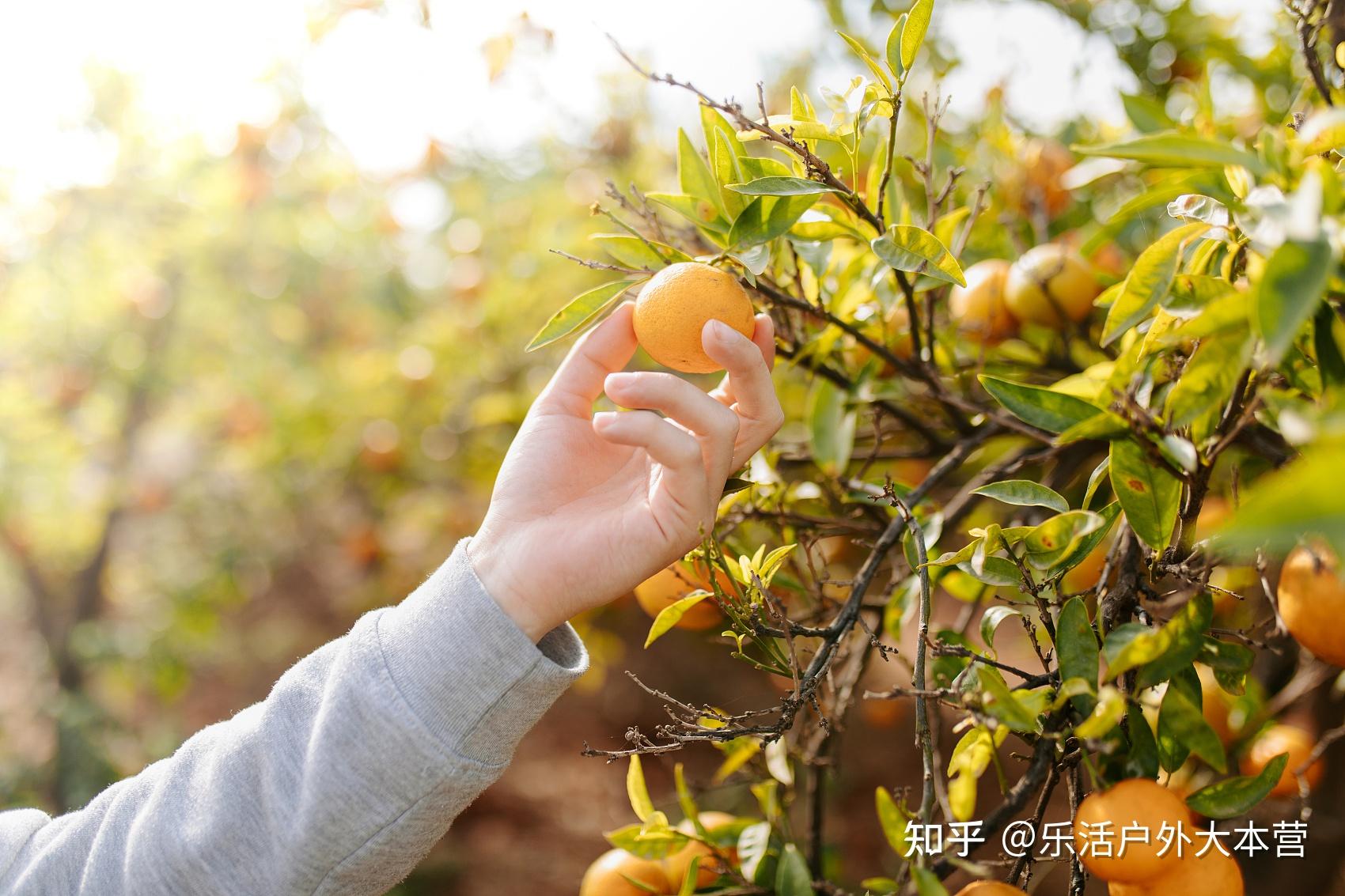 上海长兴岛橘子采摘,呼朋唤友来体验秋收的快乐 - 知乎