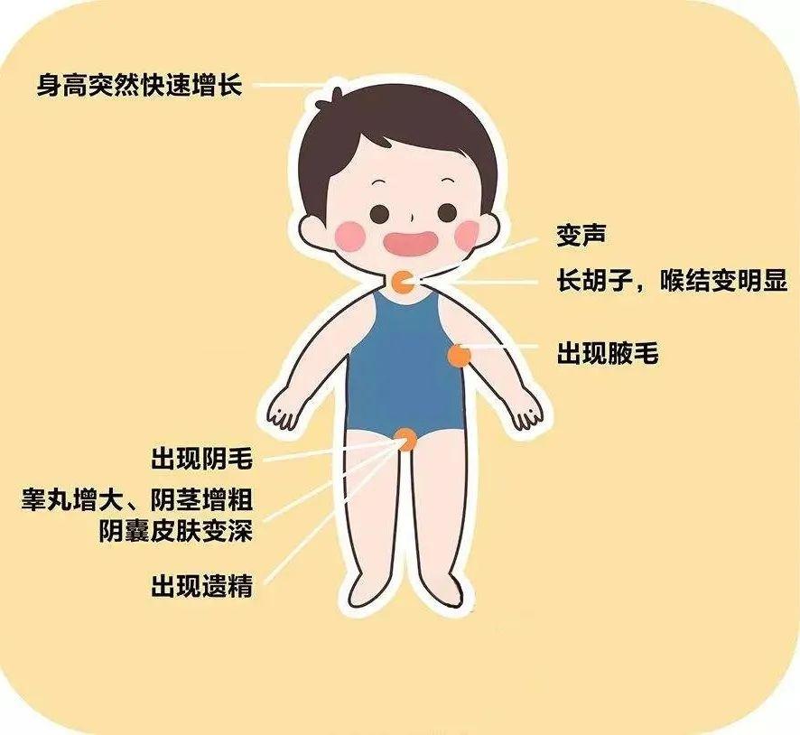 六年级男生发育图片