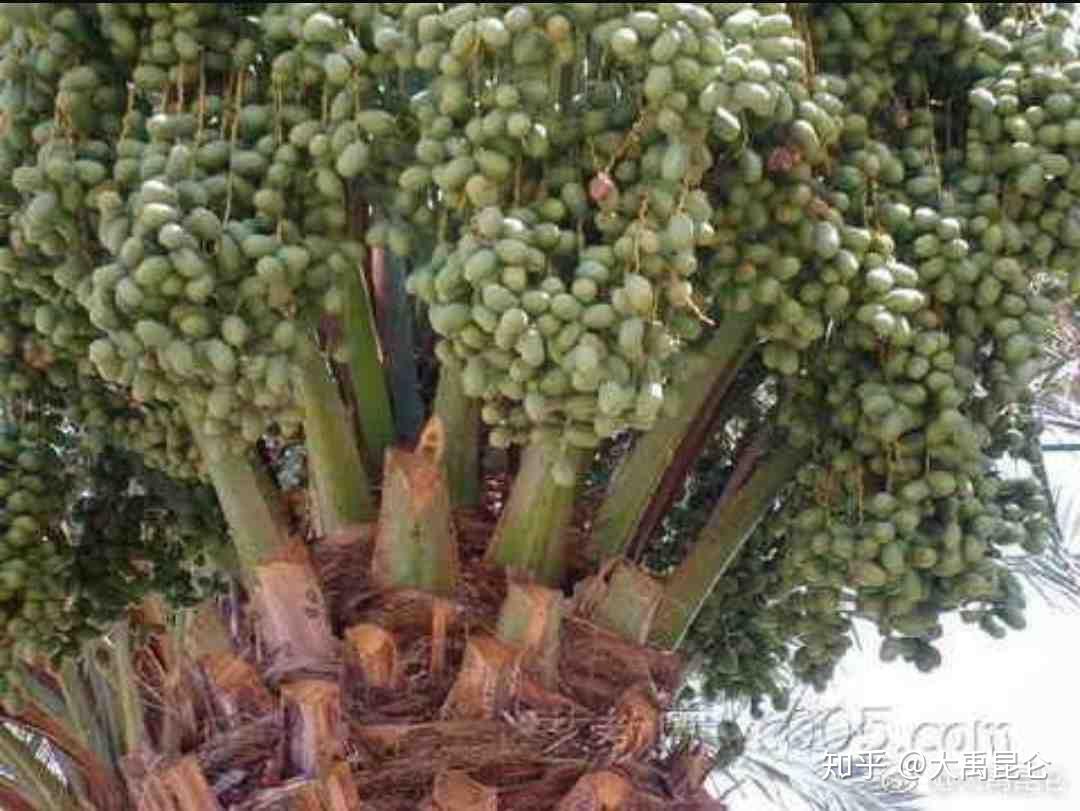 西山经西次首经中记载了一种植物:又西八十里,曰符禺之山,其阳多铜,其